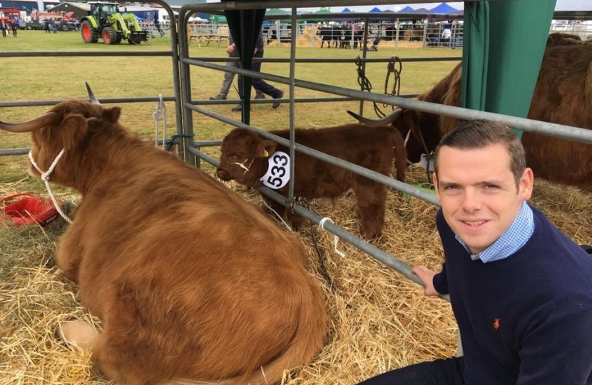 Douglas&HighlandCow