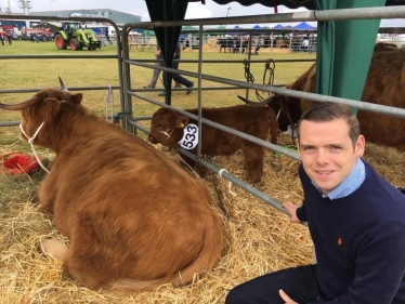 Douglas&HighlandCow